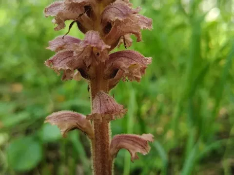 Заразиха эльзасская