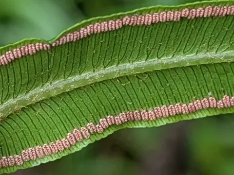 Angiopteris