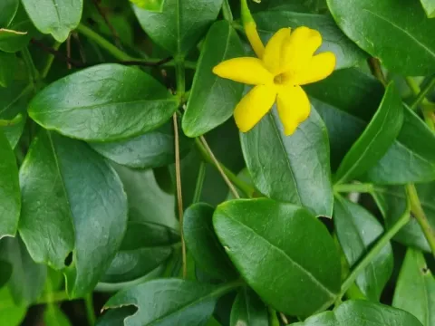 Yellow jasmine