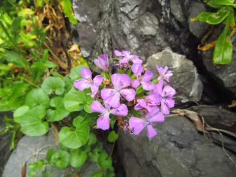 Japanese pink