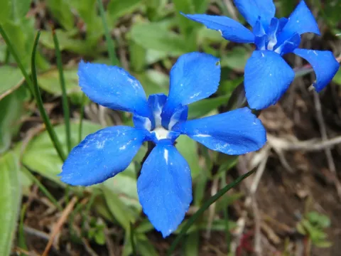 Gentiana delphinensis