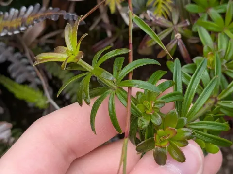 Rubia agostinhoi