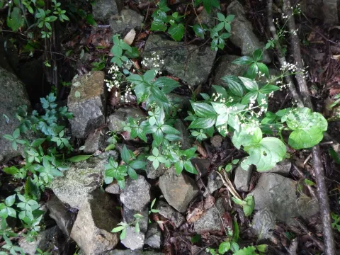 Galium kinuta