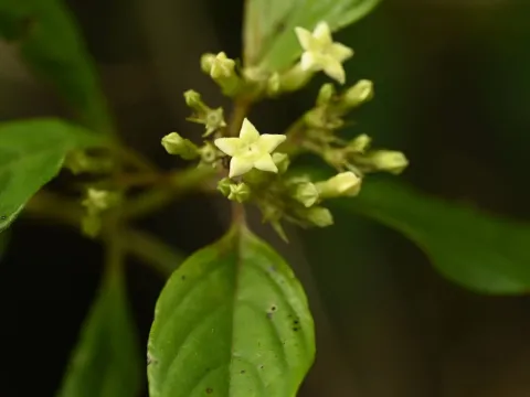 Mussaenda parviflora