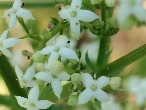 Shining bedstraw