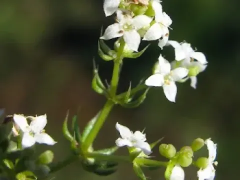 Fleurot's bedstraw