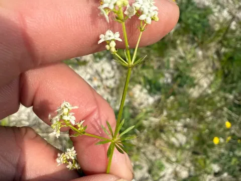 Stern's bedstraw