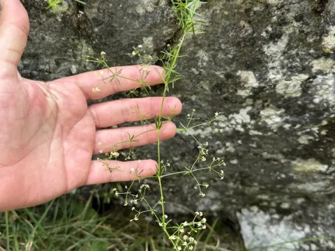 Galium truniacum