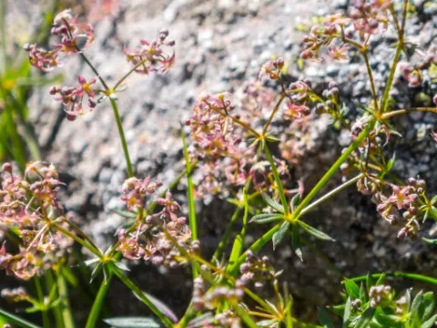 Corsican bedstraw
