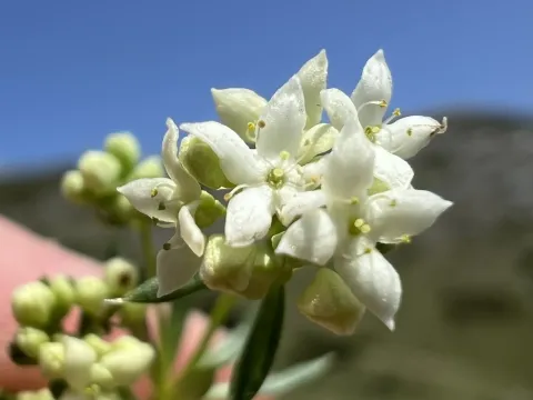 Galium anisophyllon