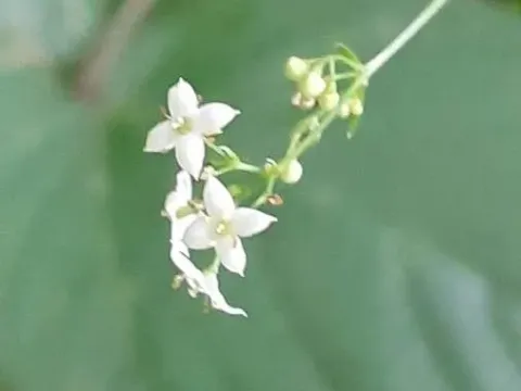Galium aristatum