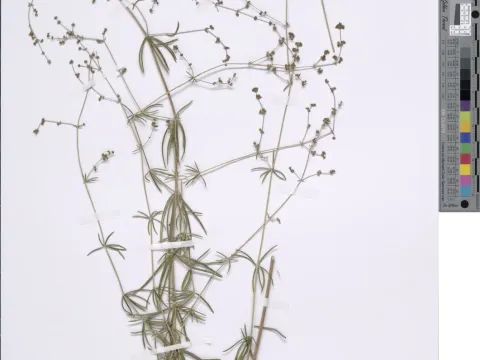 Baetic bedstraw
