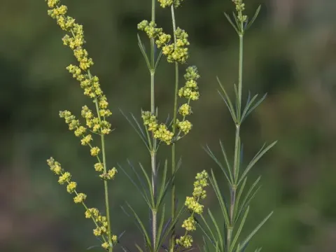 Galium concatenatum
