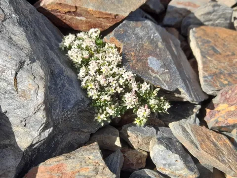 Galium cometerhizon