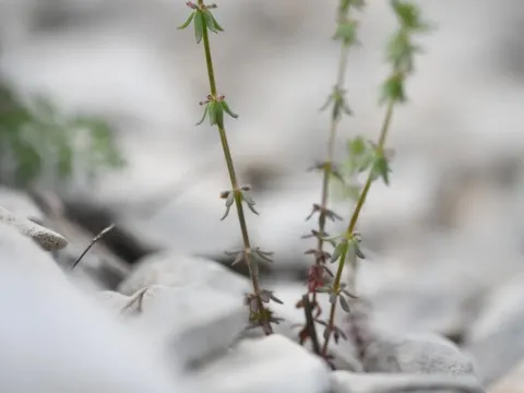 Whorled bedstraw