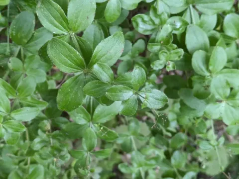 Rough bedstraw