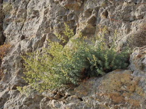 Reiser's bedstraw