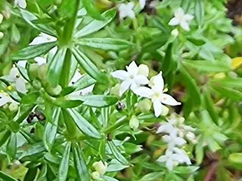 Galium productum