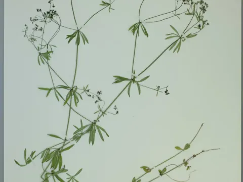 Galium papillosum