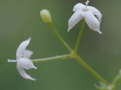 Sweetscented bedstraw
