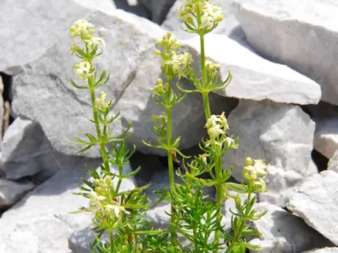 Galium montis-arerae