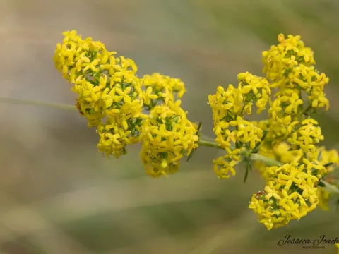 Galium obliquum