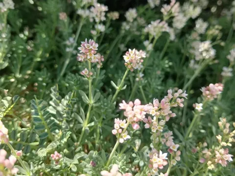 Galium incanum
