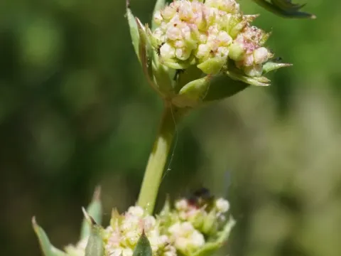 Blue Bedstraw