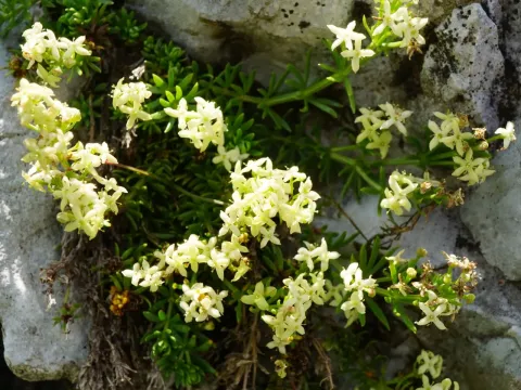 Noricum bedstraw