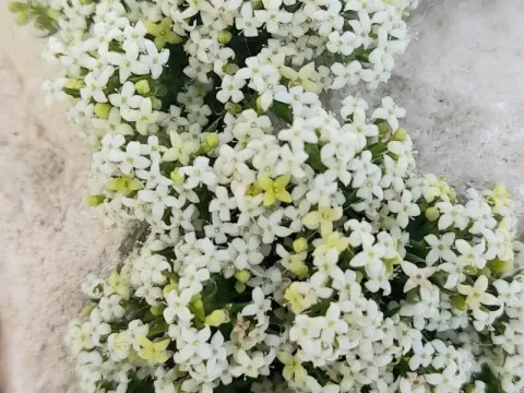 Подмаренник крошечный
