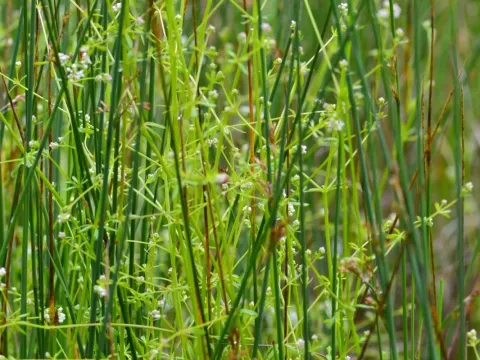 Weak bedstraw