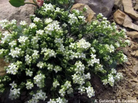 Galium idubedae