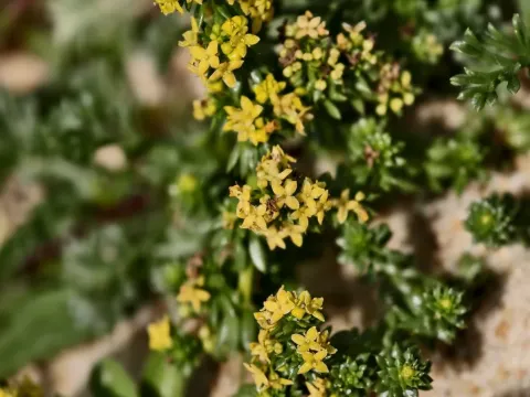 Sand bedstraw