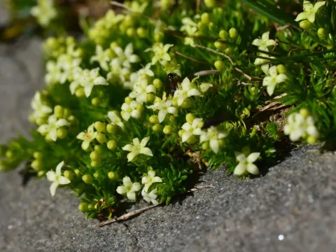 Galium cespitosum