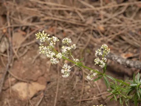 Heldreich's bedstraw