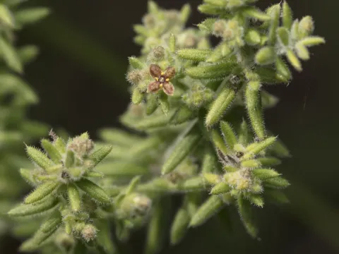 Sea bedstraw