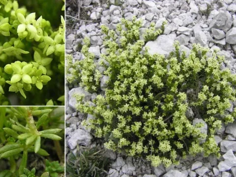 Galium margaritaceum