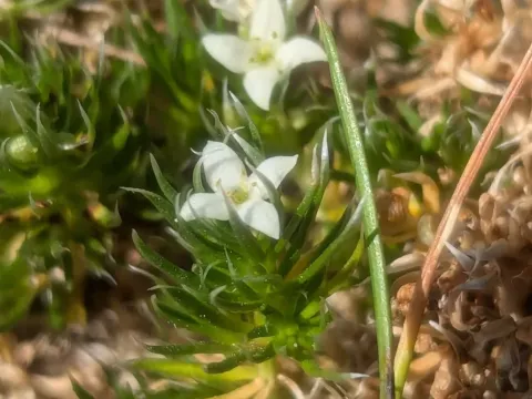 Pyrenean bedstraw