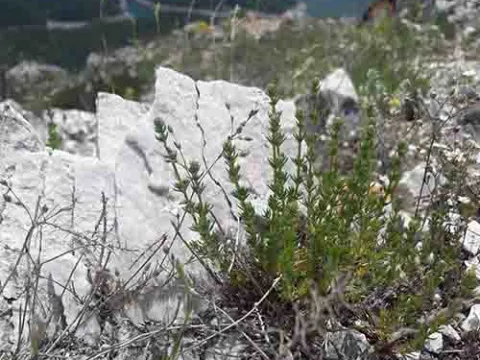 Galium rhodopeum