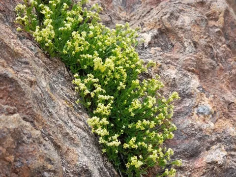 Galium tendae