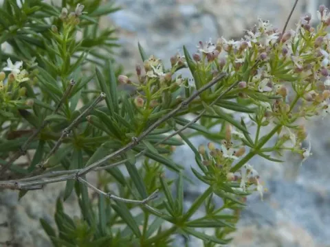 Galium schmidii