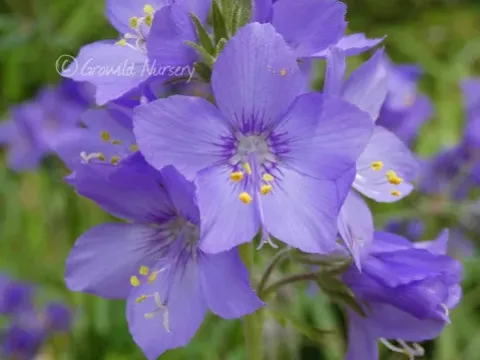 Polemonium kiushianum