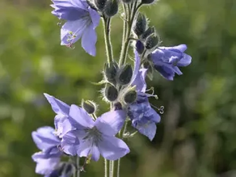 Синюха гостропелюсткова