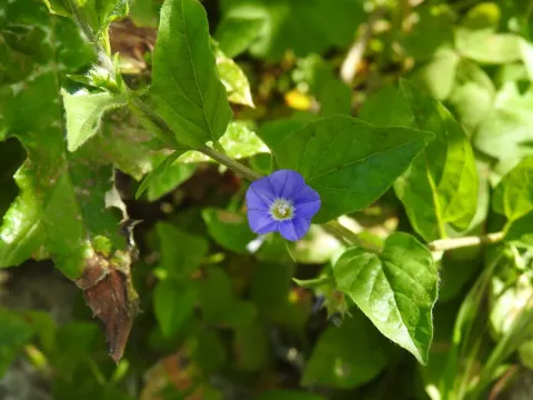 Sicilian bindweed
