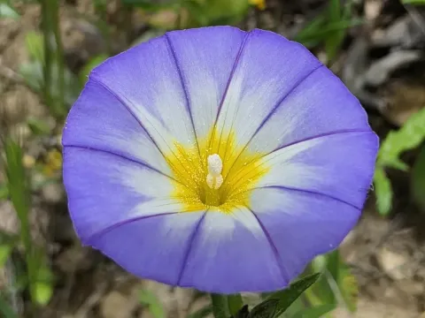 Convolvulus meonanthus