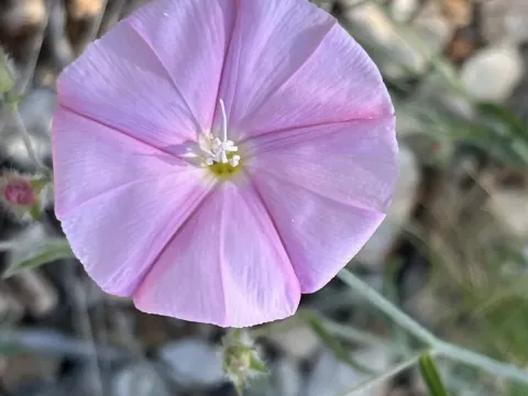 Cantabrian morning glory