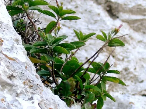Fernandes bindweed