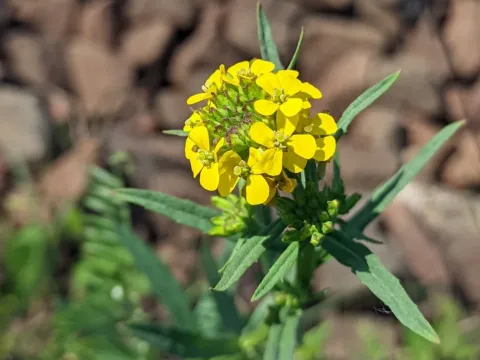 Robust wallflower