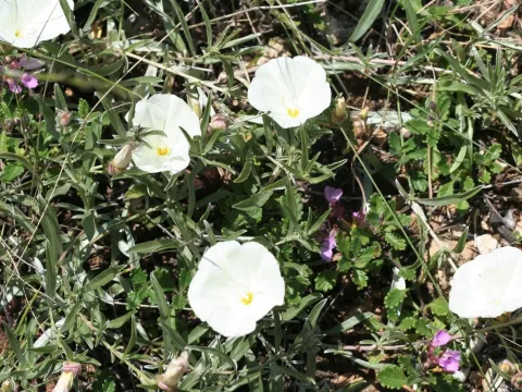 Silky bindweed