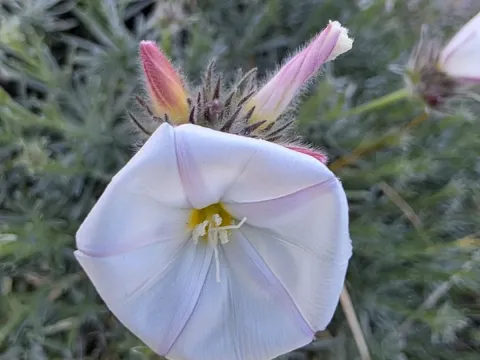 Convolvulus lanuginosus